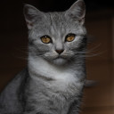 polriea